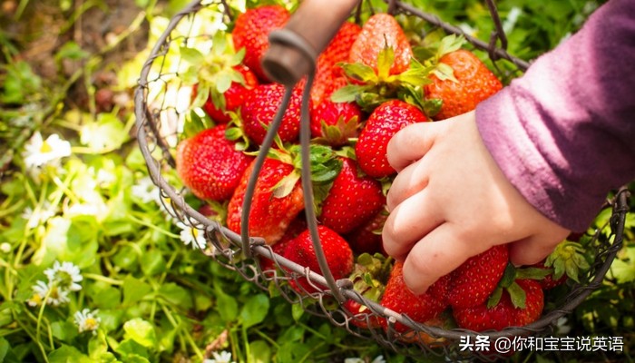 采摘亲子英文+科普—草莓蓝莓、萝卜白菜，谁长地上，谁长藤上？