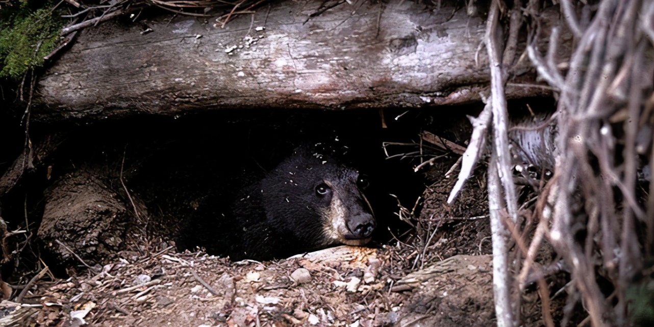 什么动物需要冬眠,冬眠的母熊真的会生宝宝吗? 