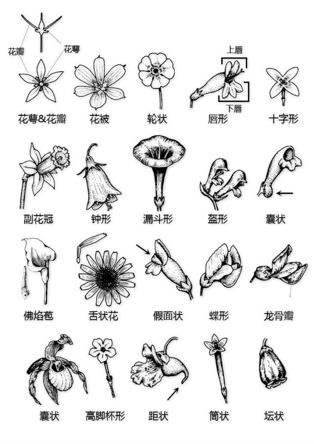 花的基本结构简图（教科书般的植物形态图解）