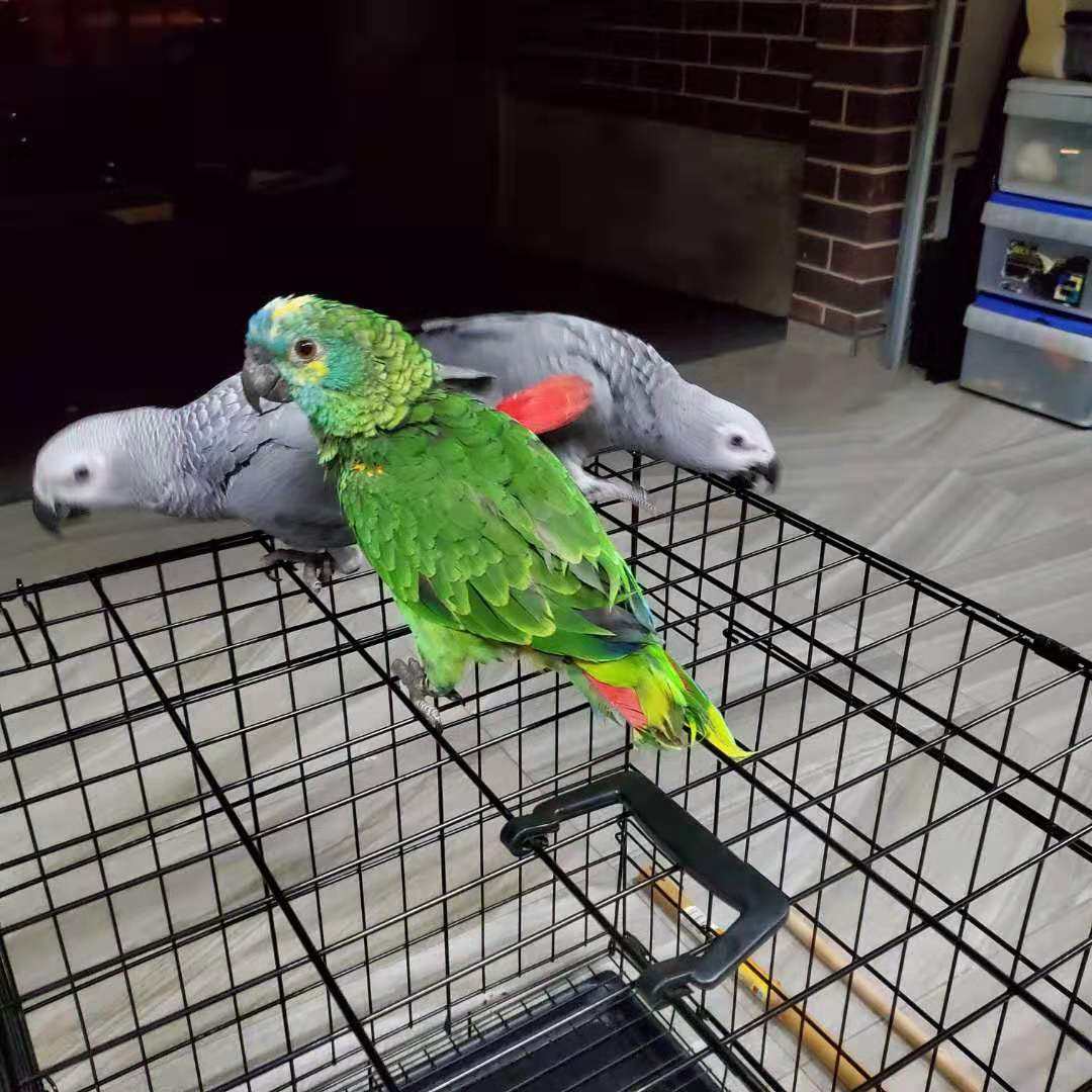 迷你金刚鹦鹉多少钱(厨子逛澳洲鸟市) - 价格百科