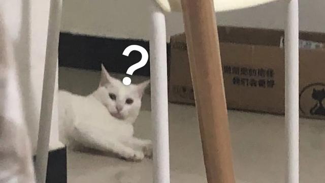 猫咪飞机托运费用及流程详解