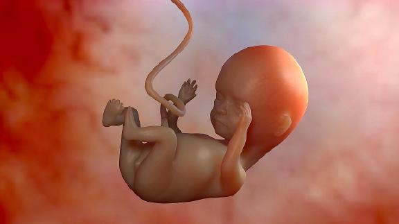 婴儿器官发育过程图片