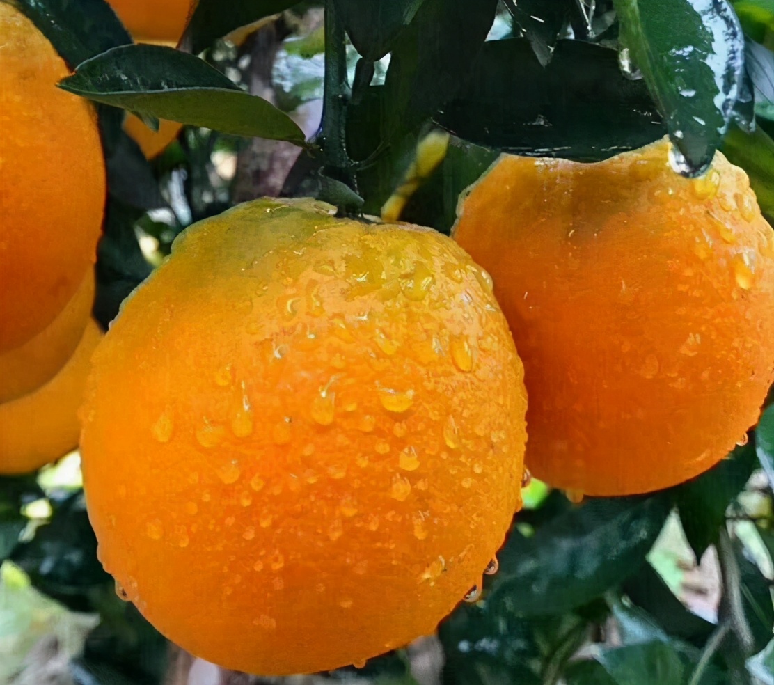 脐橙统果价格低至8毛一斤，这种柑橘也要凉了？