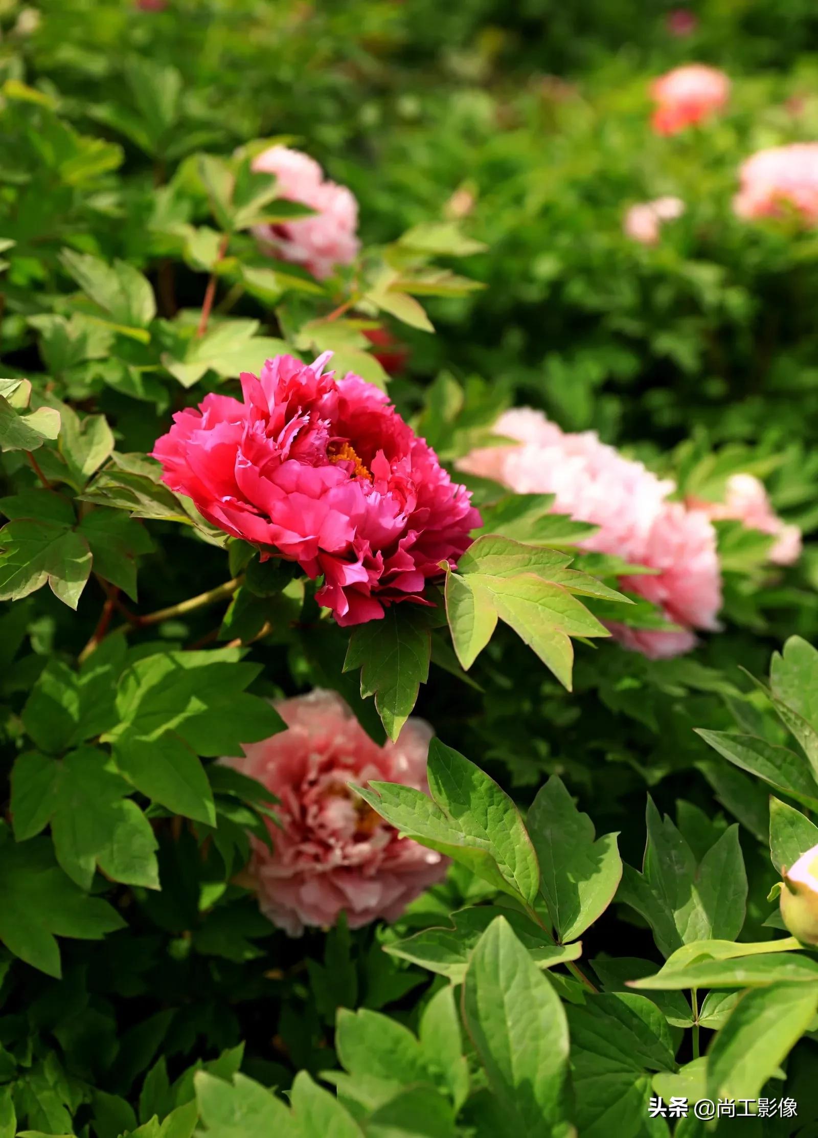 描述牡丹的唯美句子_晶羽文学网