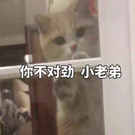 猫咪表情包：被金钱蒙蔽了双眼、你不对劲小老弟