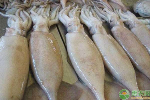 章鱼和鱿鱼怎么区别？6个技巧教你轻松分辨