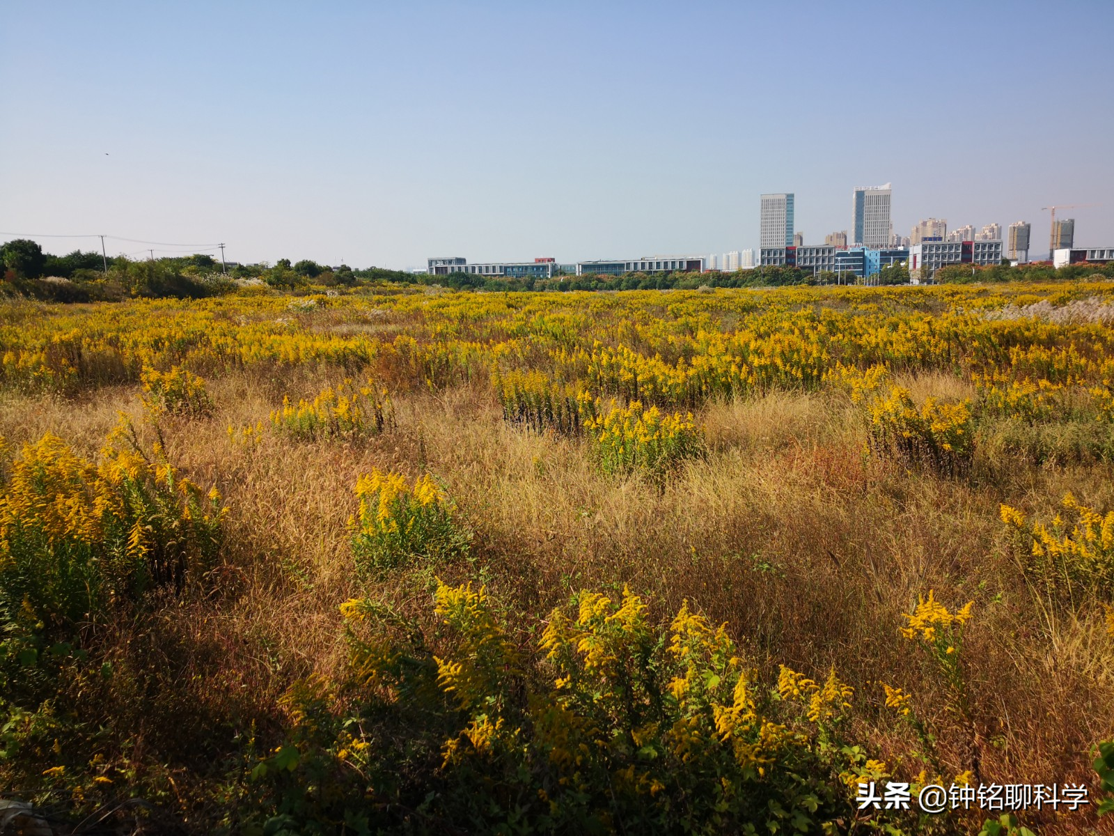 全城“围剿”！加拿大一枝黄花祸害我国多地，为什么这么难控制？