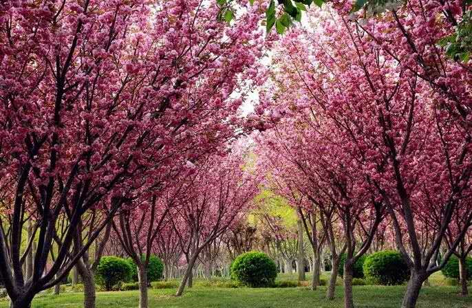 东北财经大学2020年本科招生章程