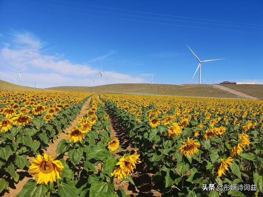 花在草原诗在心：金秋内蒙之旅古典诗词曲拾零悠情