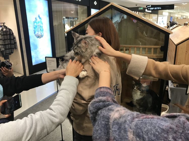 半岛调查｜你撸过60万元一只的猫咪吗？揭开“天价猫”的神秘“喵生”