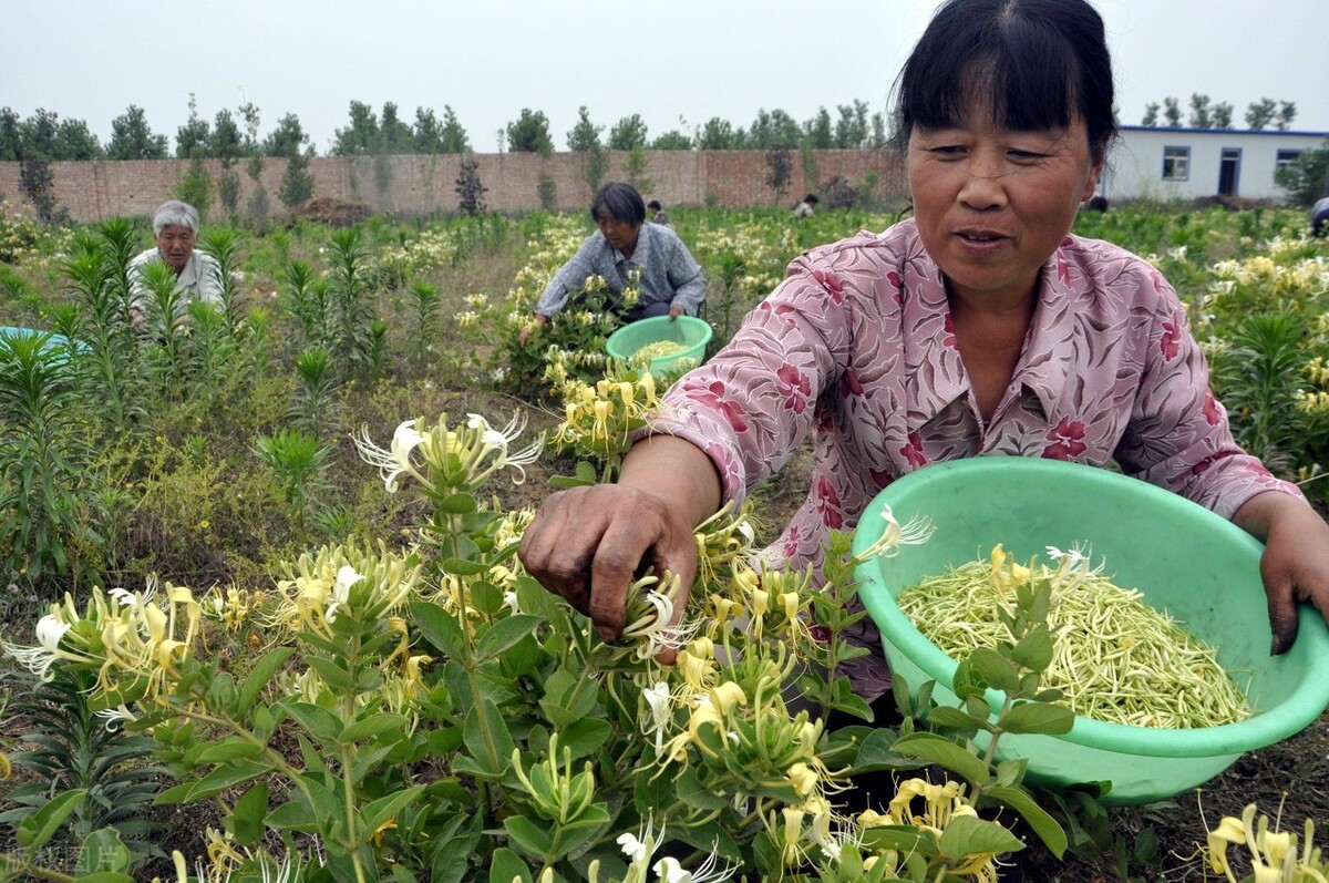 金银花亩产量,金银花亩产量是多少