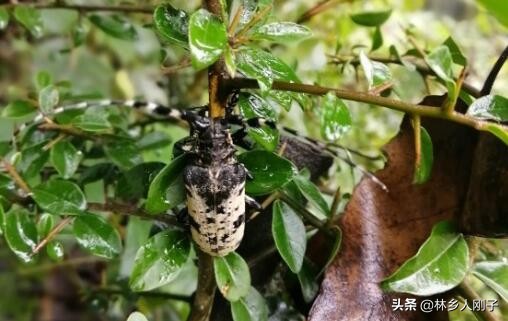 天牛有毒嗎,天牛有毒嗎?咬不咬人
