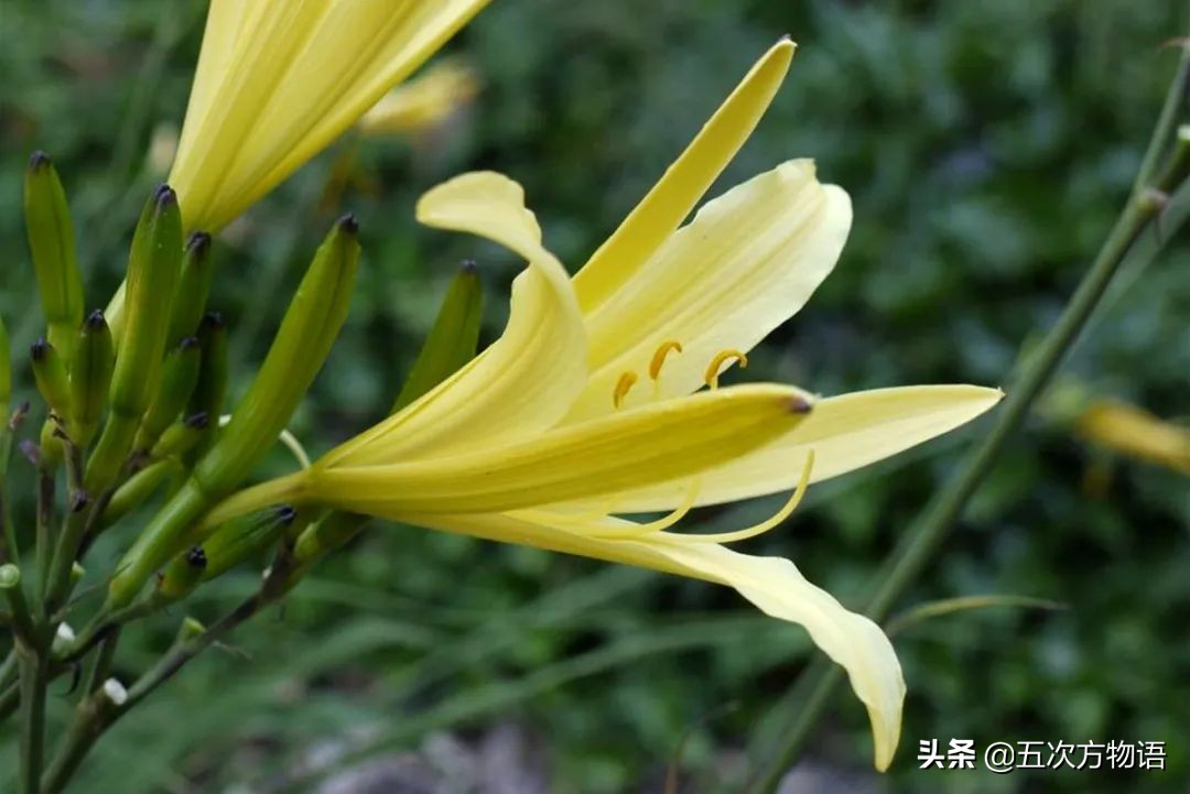 漫谈起源于中国的蔬菜