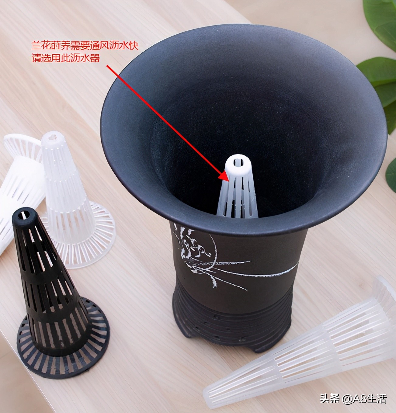 每日一品~中国兰花~春兰茗品~中华荷鼎