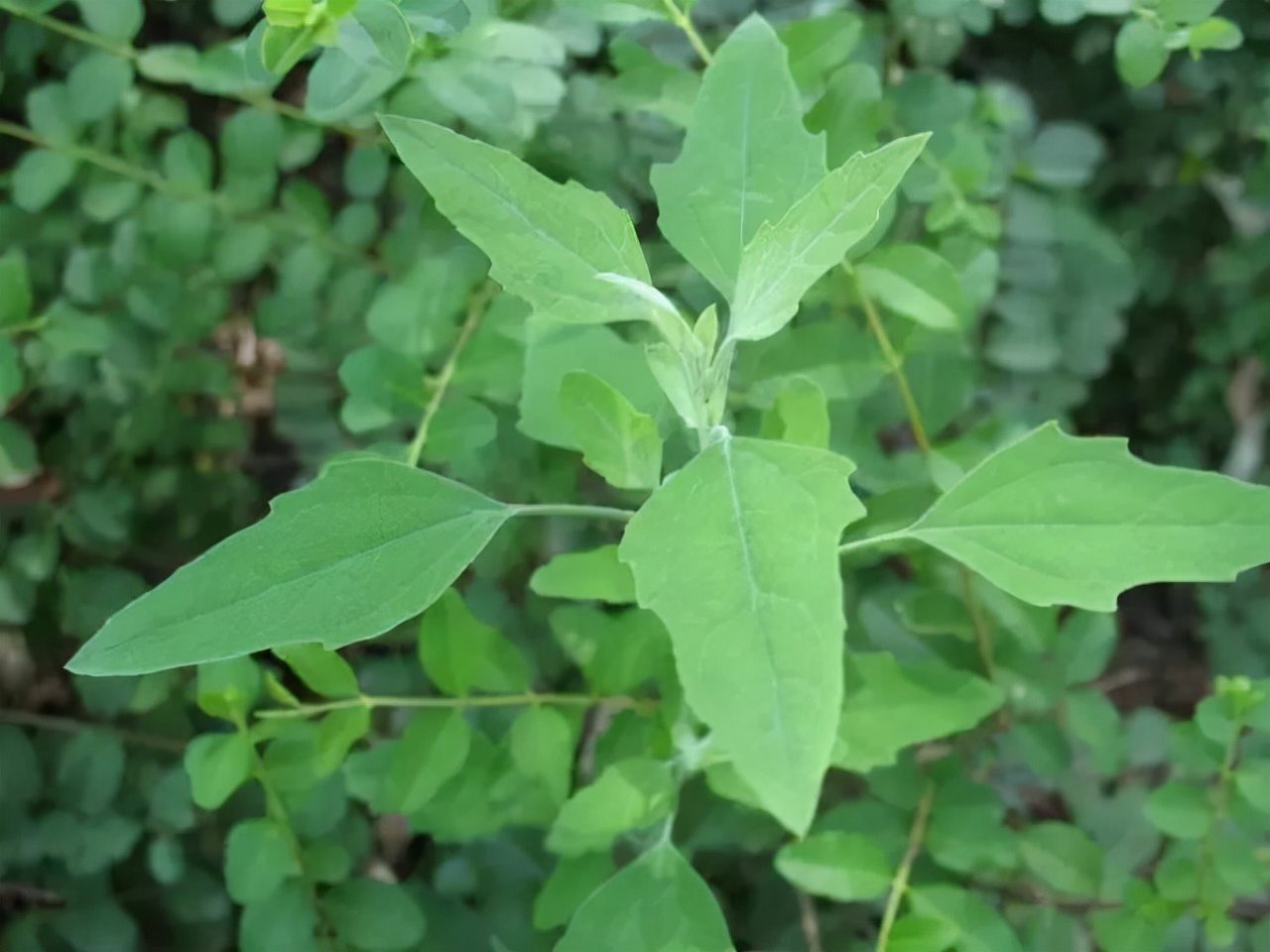 野菜大全图片及名称（图文讲解38种常见的野菜）