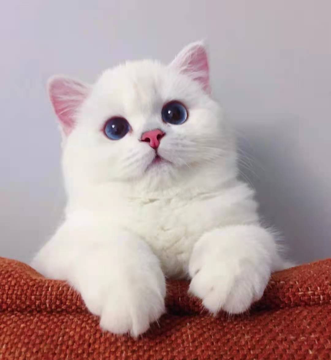 猫咪生病的迹象，看懂前兆比治病更重要