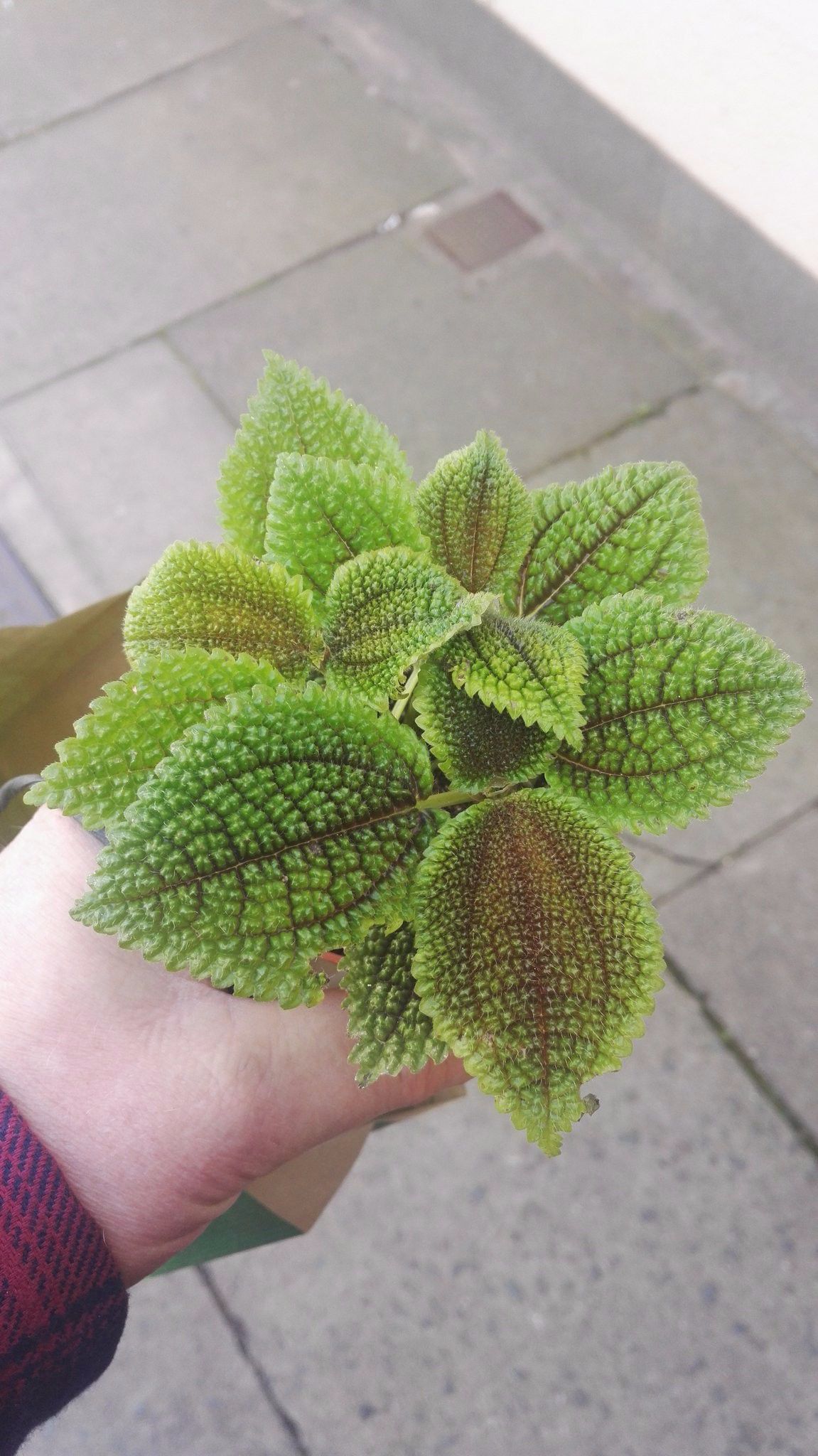 皱叶冷水花有毒吗,皱叶冷水花怎么养