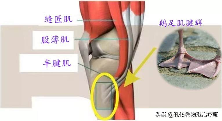 膝关节在下蹲、上下楼梯疼，还会响，为何？盘点6个原因，请收藏