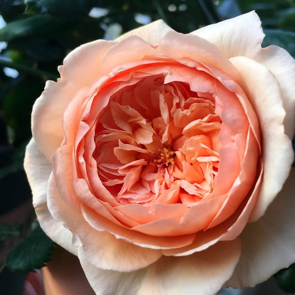 月季别乱买了,送你一份"清单",都是经典好品种