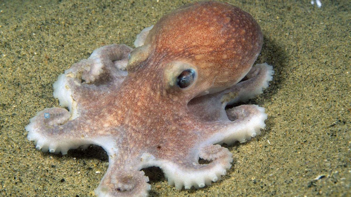 为什么会有科学家认为，章鱼可能是外星生物，有科学依据吗？