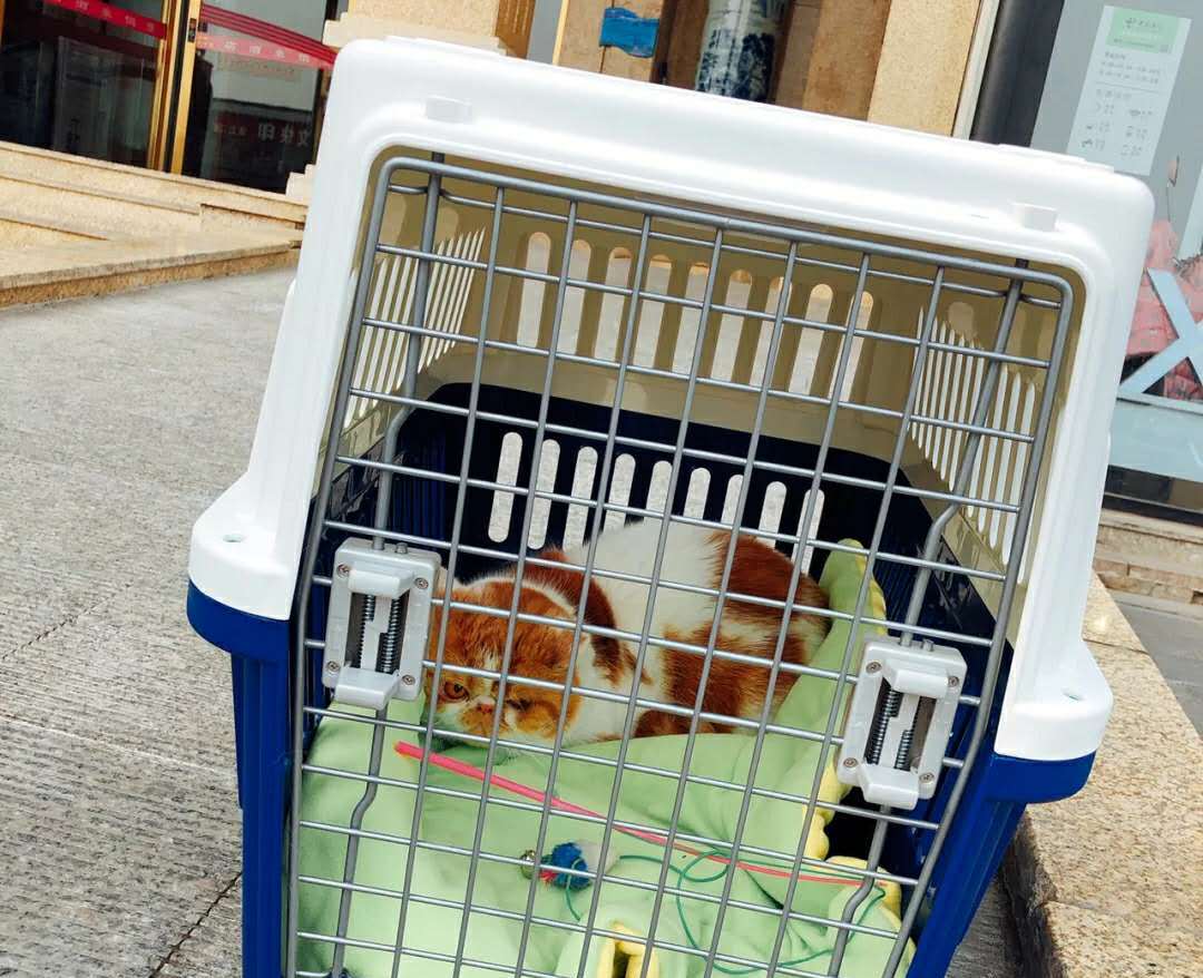 火车怎么托运猫狗等宠物？一定要按照这些步骤来做，搞错了很麻烦