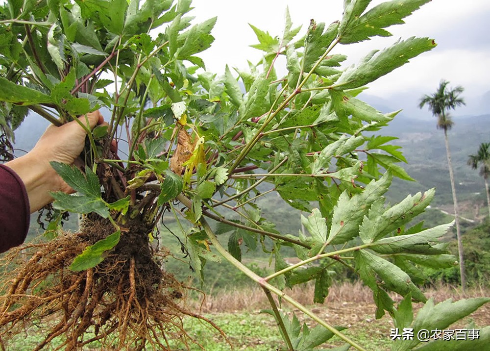 农村一种野草,人称"明日草",过去农民当害草,如今城里15一斤