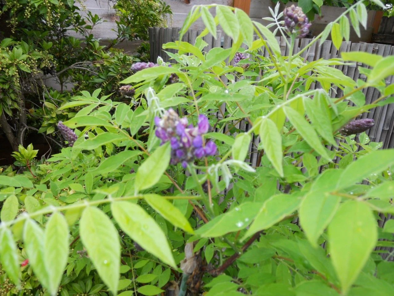 紫藤花养几年不开花紫藤养了好几年不开花