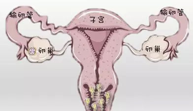 不孕不育与试管婴儿