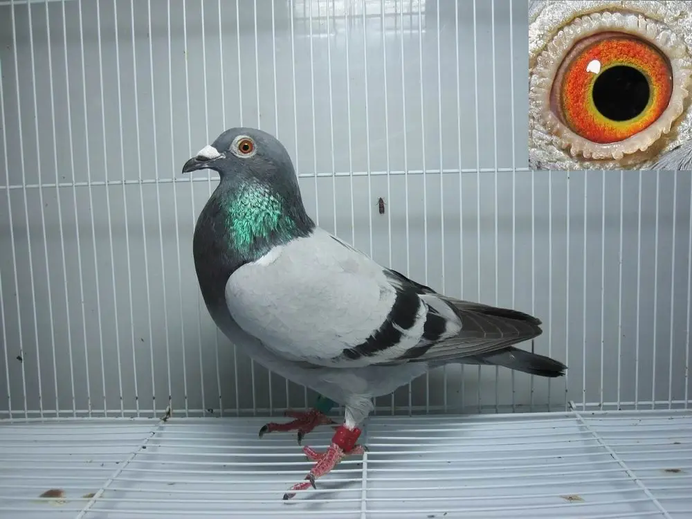 乳鸽养殖技术（养鸽子用什么方法鸽子最健康）