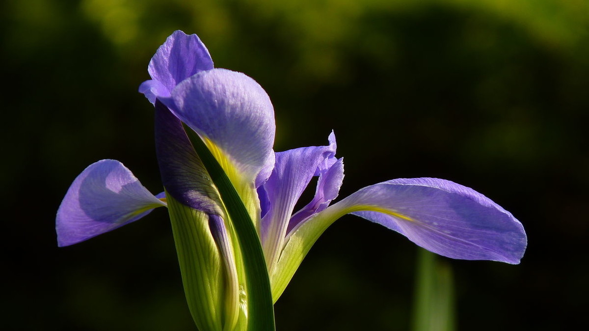 掌握正确的栽培技术，蓝蝴蝶翩翩起舞，回头率百分之二百！