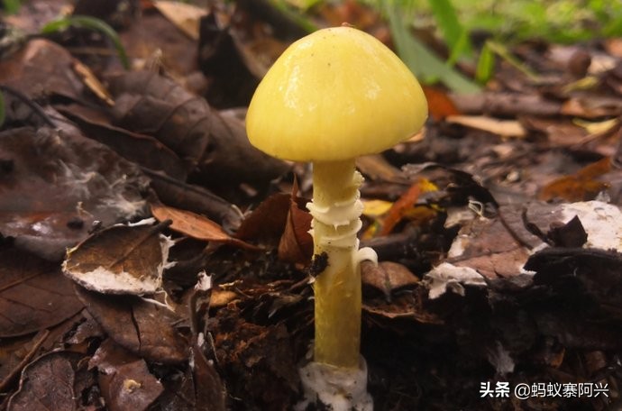 云南这20种有毒的野生菌,早点认识它们,关键时候还能救自己一命