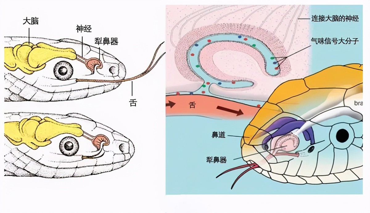 家里有蛇千万不能打？浙江俞师傅家闯入几条大蛇，后来怎么处理？