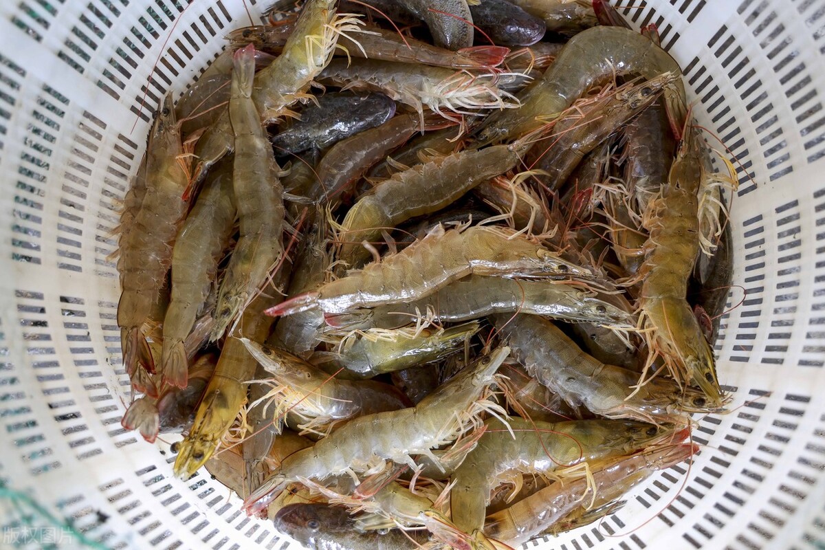 基圍蝦是海蝦嗎,基圍蝦是海蝦嗎?基圍蝦是海蝦還是河蝦?