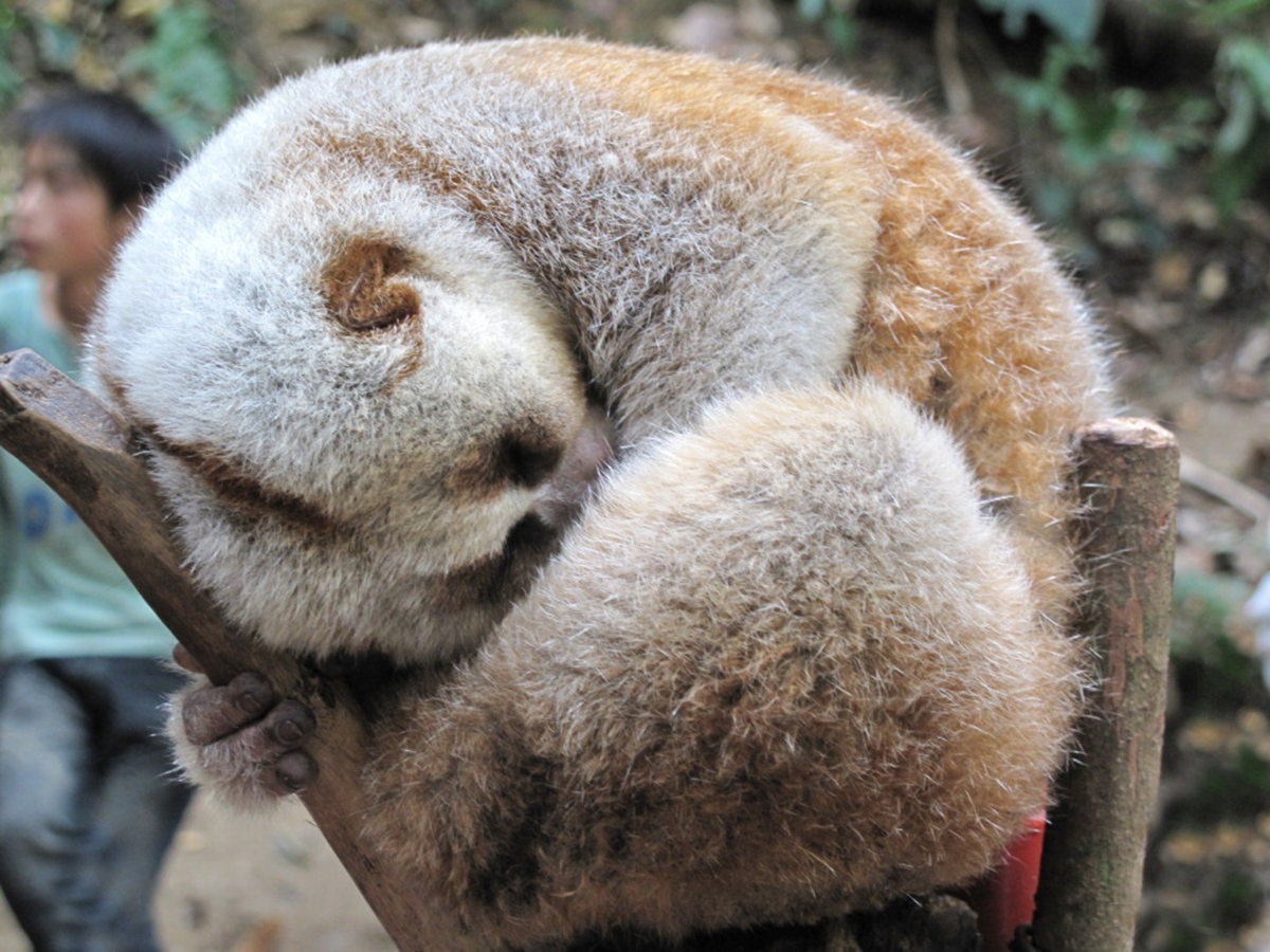 蜂猴:因可爱险些被人捕捉殆尽,看似人畜无害,其实却是用毒高手