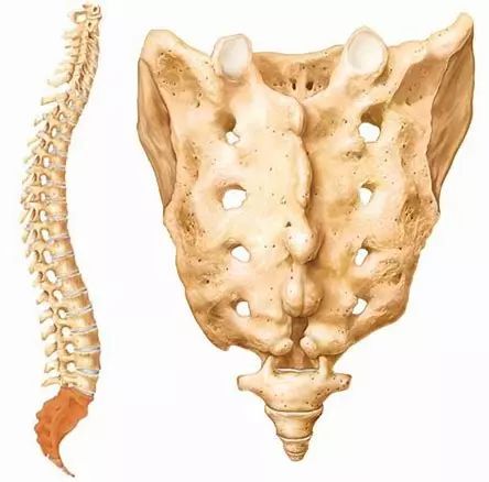 总的来说:又粗又大