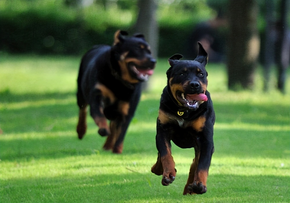 罗威纳犬的优点和缺点（盘点罗威纳的6个优缺点）