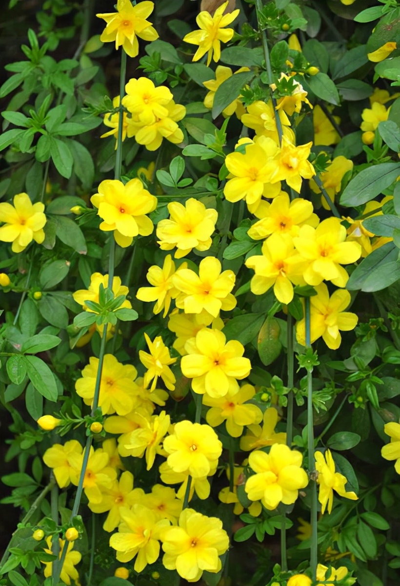 绿化草图片(100种绿化带或路边常见的花草树木)