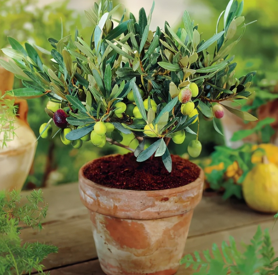 冬春"橄榄"赛人参,在家盆栽"橄榄树",5大种植要点