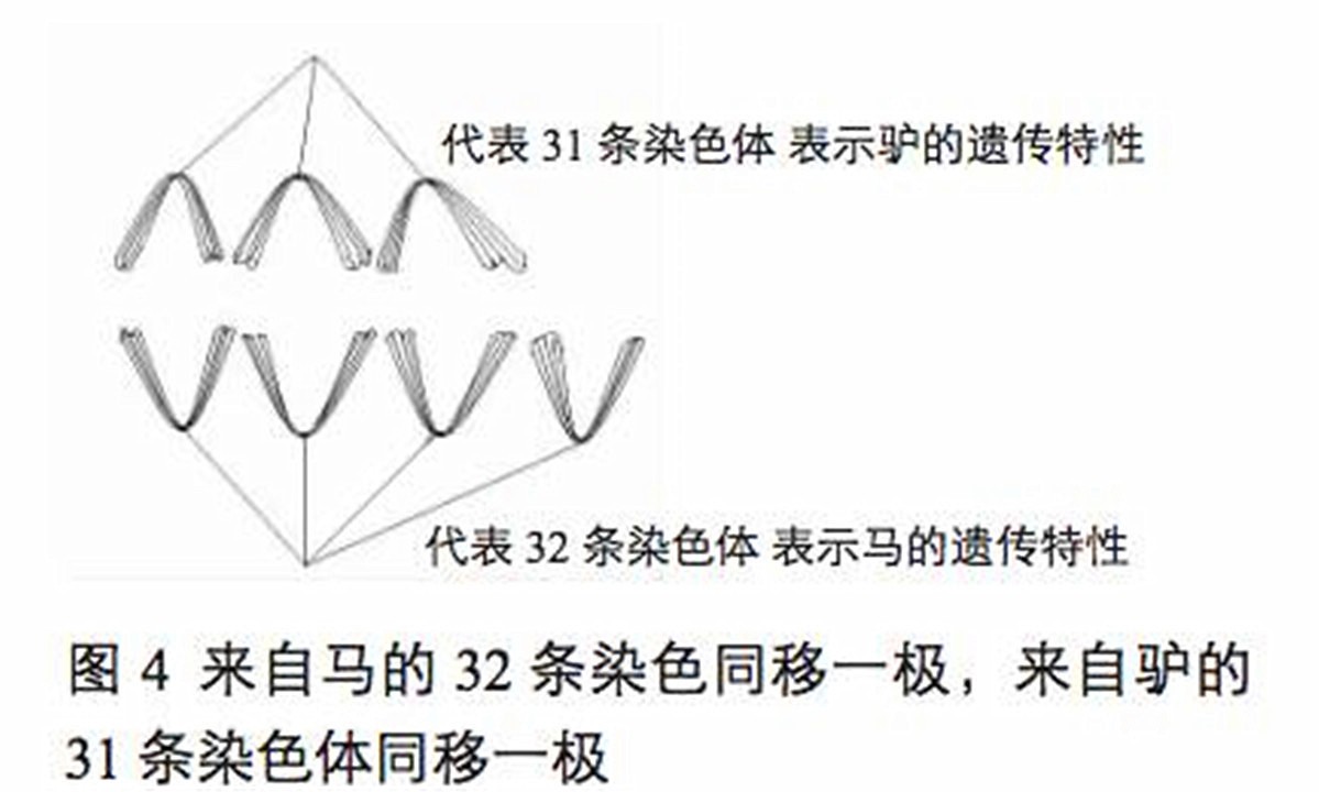 跨种族杂交动物能否生育？骡子也能产崽，只是概率极低？