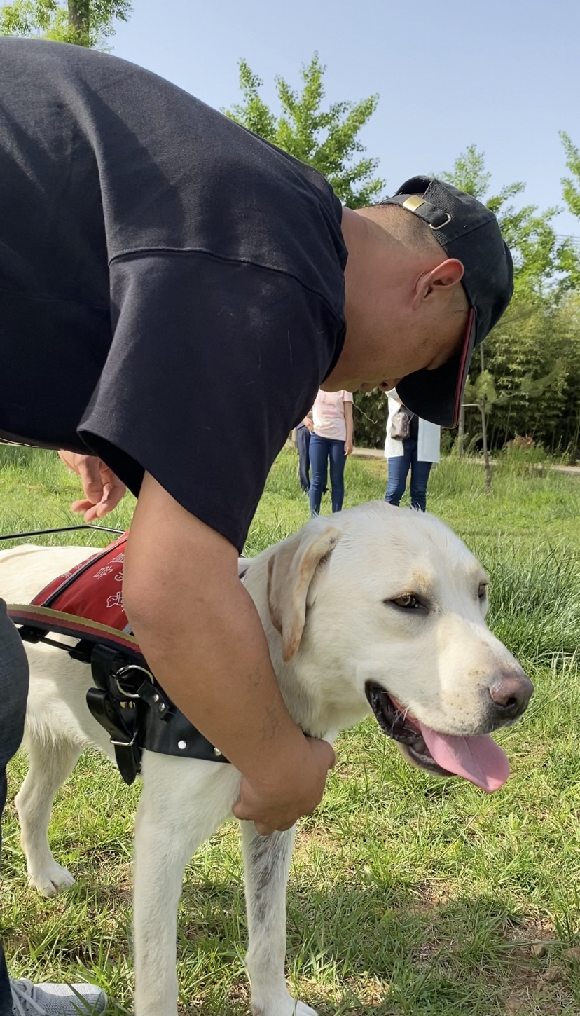 什么是2000万人关注的导盲犬基地？在这里，狗和志愿者才是主角