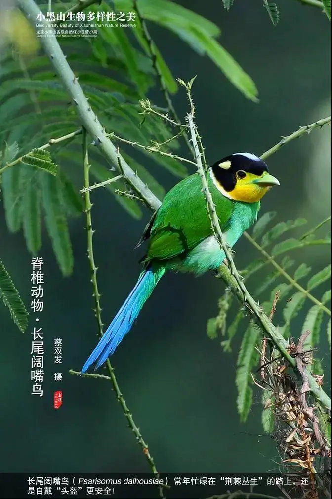惊艳!生物多样的保山,美到你无法想象