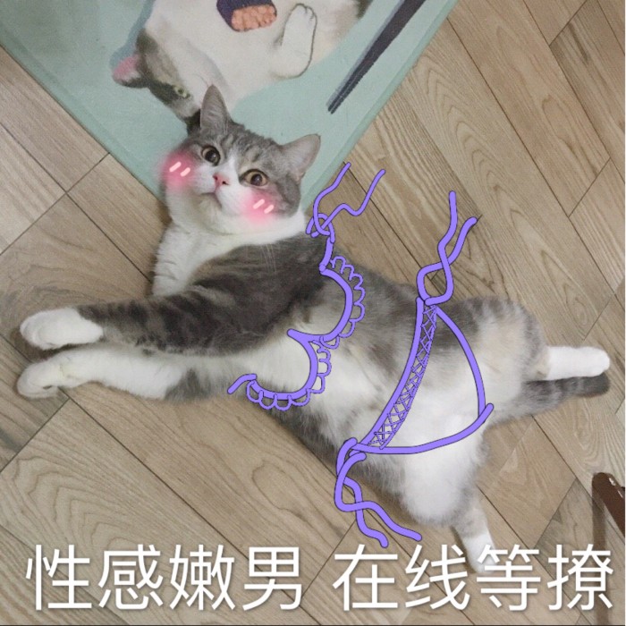 表情包：可不可以牵一下小猪猪的手？