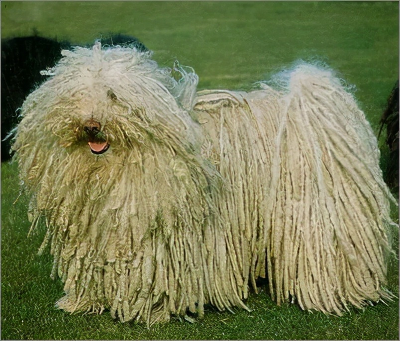 世界犬种智商排名榜前 30 名的聪明狗狗
