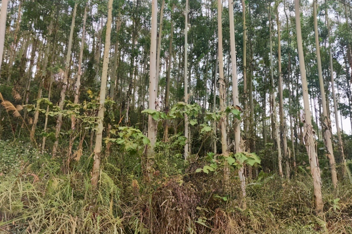 10亩速生桉4年得多少钱被误解的桉树