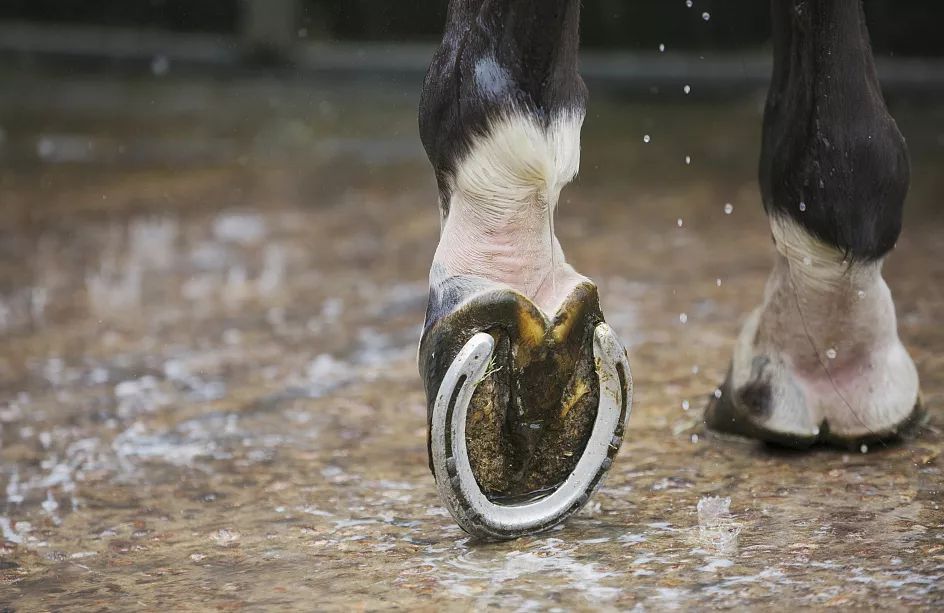 到那会,估计受痛的马会狠狠的给你一脚!