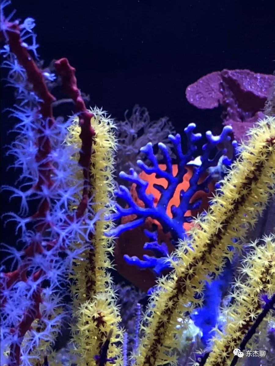 nps珊瑚怎么养?nps篇