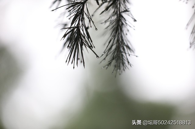 秋夜雷雨，声声入耳，风雨交加，静静地听：雨声阵阵，雷声滚滚