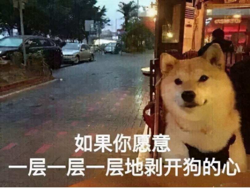 瑞士法律当众虐“狗”，养“猪”不找对象，竟然还犯法