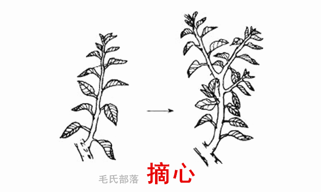 核桃树修剪时间和方法（早实核桃树栽培技术）