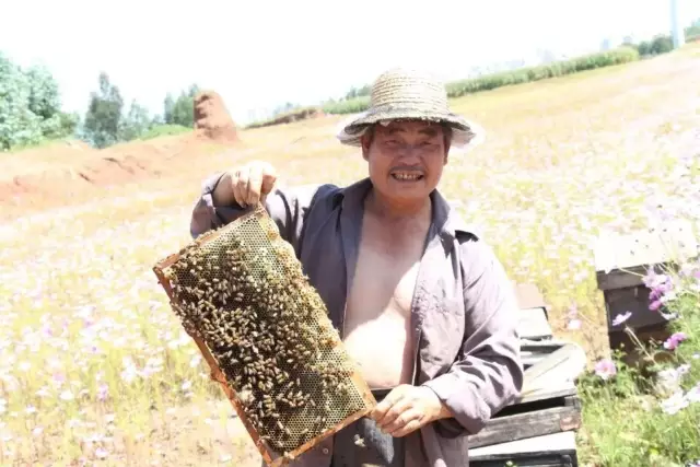 大地花间，随遇而安，养蜂人——追花寻蜜，做世间最美的旅者
